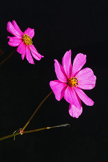 pink, cosmos flowers, closeup., cosmos flower, cosmos plant, pink flowers, pictures of flowers, flower images, flowers photos, flowers image, beautiful flowers images