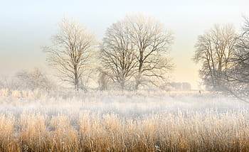 landscape, aue, or meadows, fog, morning mist, morgenstimmung, hoarfrost, ripe, mood, trees, winter