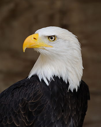 eagle, bald, perched, profile, raptor, bird, nature, american, symbol, feathers, dom