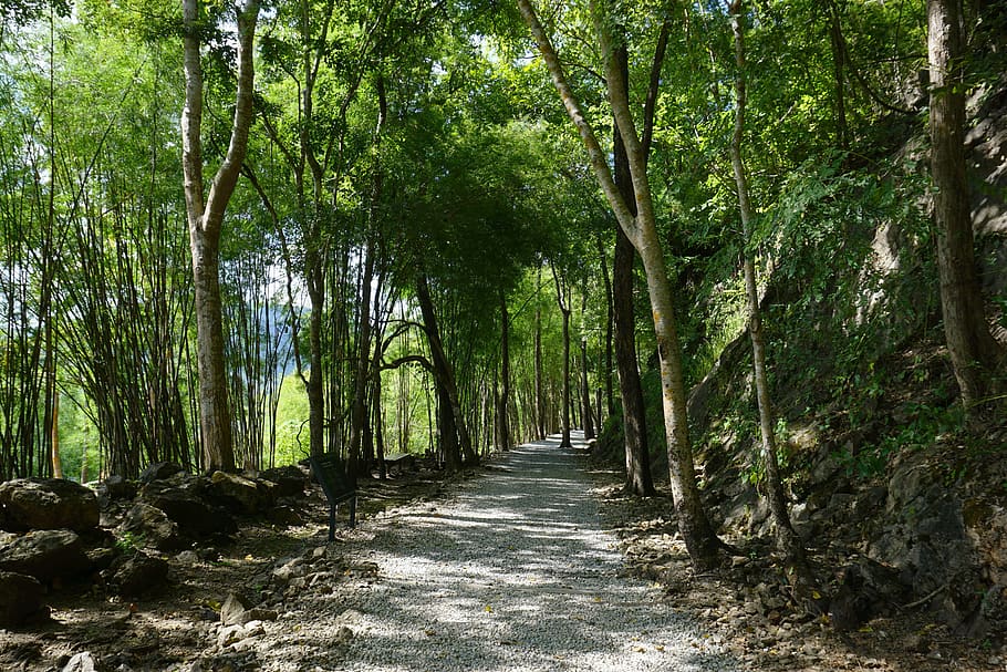 hellfire pass, kanchanaburi, thailand, death railway, trail, thai, tree, nature