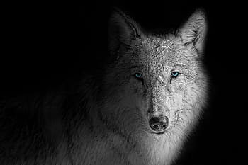 wallpaper, background, wolf, animal, beast, black, dark, dog, eye, face, gray
