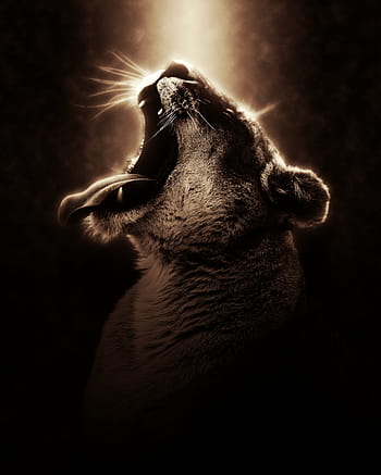lion, lioness, africa, safari, wildlife, predator, animal, nature, feline, mammal, carnivore