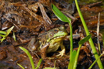 northern, green, frog, resting, dead, leaves, lily pad, pad., frog images, frog pictures, frog photos