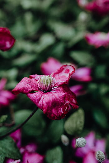 mekar, clematis, 