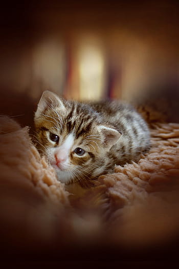 kitten, animal, cute, cat baby, baby cat, small cats, cat, photo manipulation, cat portrait