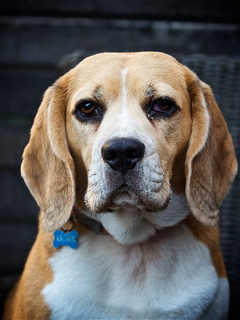 dog, hound, animal, veterinary, friend, mutt, doggy, beagle, portrait, domestic, fur