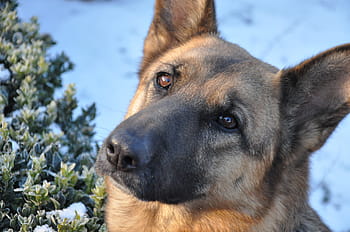 dog, training, snow, winter, shepherd, animal, mammal, smart animal, wool, clever dog, dog eyes