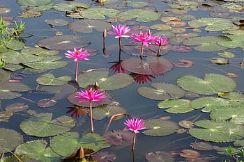 lily, flower, red water lily, pond, nature, aquatic, lal shapla, lal kamal, raktakamal, nilofar, nymphaea rubra