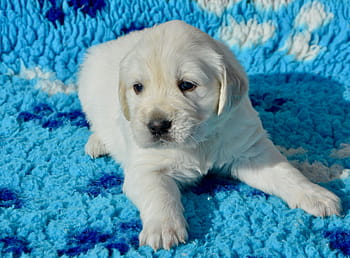 hund, golden retriever valp, valp, tispe savner gul, hund rase golden retriever