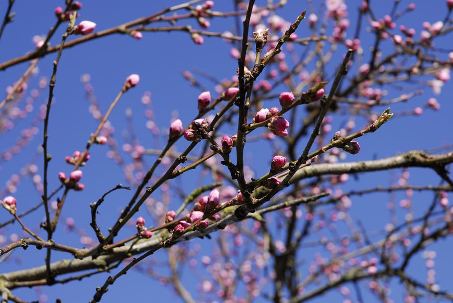spring, japanese flowering, cherry tree, cherry blossoms, pink, heyday