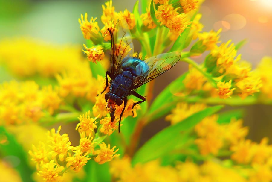padlinówka imperial, muchówka, flower, wings, animals, nature, at the court of, invertebrates, closeup, plant, lawn