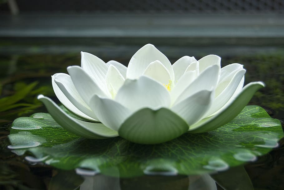 ウォーターローズ、 花、 池、 自然、 咲く、 ゆり池、 水、 葉、 夏、 工場、 池の植物