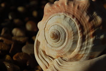 fibonacci, spirála, mušle, duchovní, Věda, poměr, fraktální, design, vzor, zlatý, číslo
