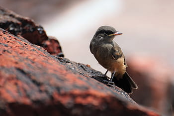empidonax, old world flycatcher, bird, arizona, national park, petrified tree, petrified forest, nature, fossils, desert landscape, petrified
