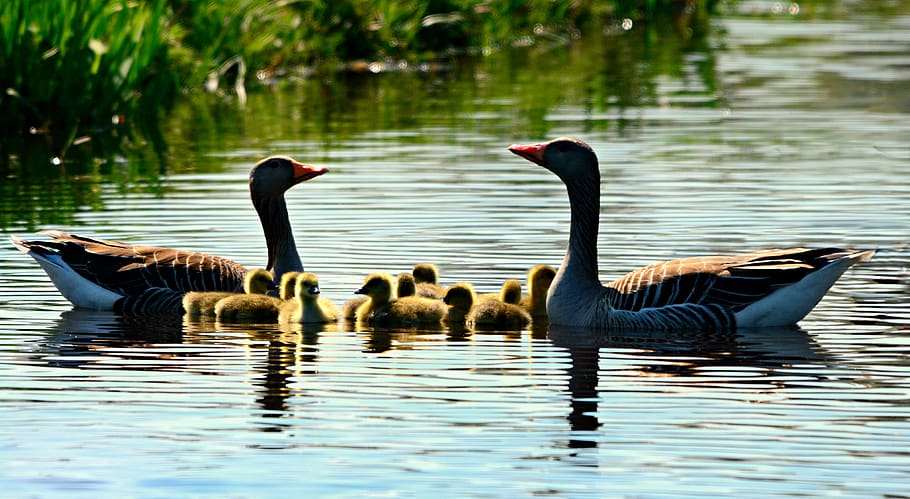 goose, gosling, water bird, animal, swimming, water, pond, offspring, fluff, feather, plumage