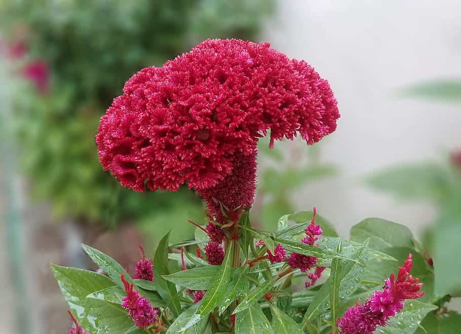 cockscomb, flowers, red flower, red, beautiful, close, sejong city, korea