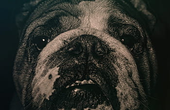tæt på, bulldog, smil, dyr, hund, kæledyr, hundehvalp, næse, tænder, chunky