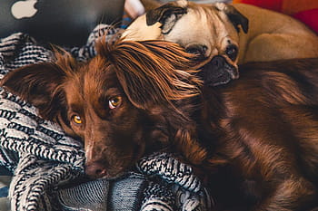 dogs, laying, bed, sleep, rest, chill, red setter, pug, animal, pet, look