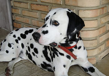 dog, white, short-haired breed, dark, spots.rnlarge, powerful, dogs, frequently, targeted, including, akitas