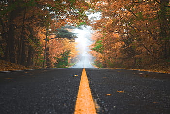 strada, sentiero, le foglie, autunno, alberi, pianta, natura, nebbia