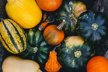 berbagai labu, sehat, kesehatan, musim gugur, labu, sayur, halloween, musiman, oktober, november