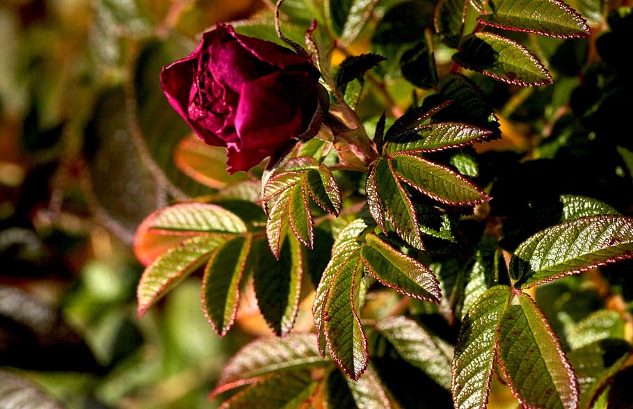 rose, flower, flowering, red rose, flora, bush, rose petals, purple flower, garden, summer, autumn