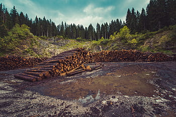 wood, logs, lumber, water, trees, forest, woods, nature, sunshine, grass, dirt
