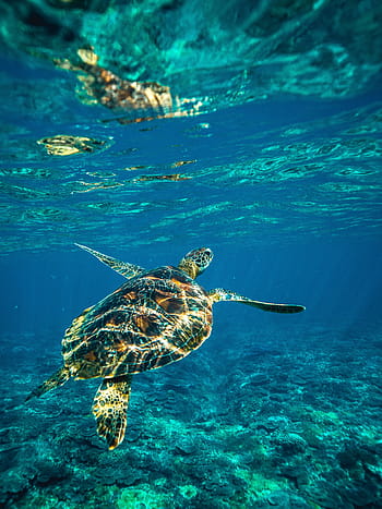 diving, snorkel, ocean, fish, sea, water, deep water, underwater, turtle, sea turtle, green