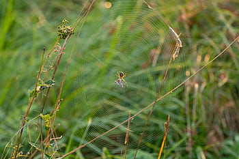 pfrunger castle hamlets of ried, nature conservation, nature, landscape protection, moor, spider, cobweb, prey, case, web, summer