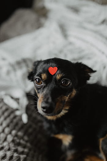 cão, coração, cabeça, animal de estimação, bonitinho, cachorro, adorável, amor, vermelho, dia dos namorados, pouco