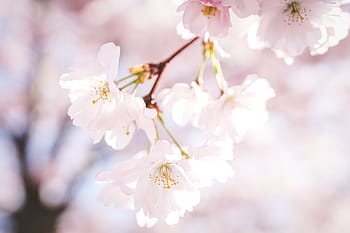 cherry blossoms, petals, nature, tree, spring, sakura, bloom, blossom, close up, pastel, romantic