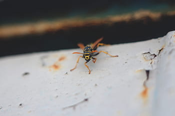 wasp, insect, nature, bug, macro