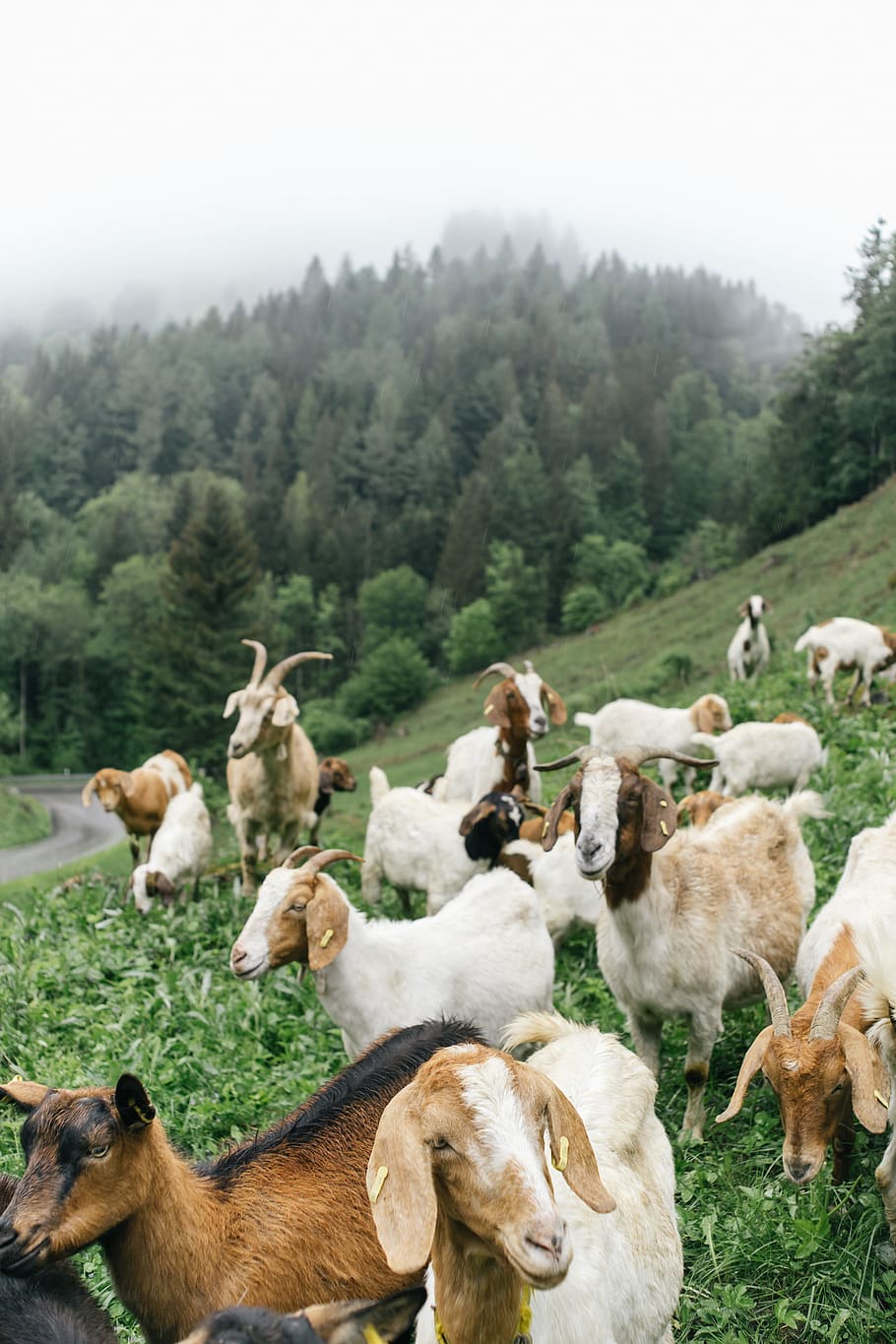 goats, mountain pasture, agriculture, animal, black forrest, countryside, cute, environment, farming, fresh, germany