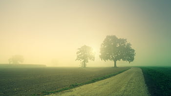 dawn, trees, away, fog, landscape, nature, field, meadow, arable, morning, foggy