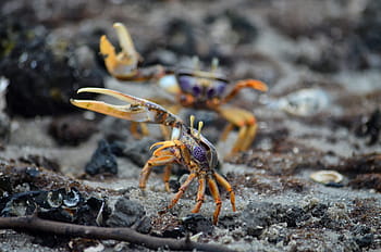 crab, crab violinist, park akanda, gabon, tongs, carapace, crustacean, mangrove swamp, marine