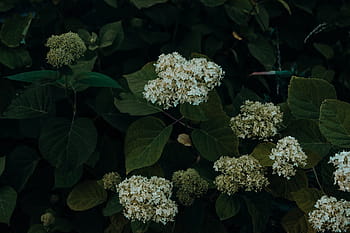 noir, Floraison, les fleurs, fleurs, gris, vert, feuilles, les plantes