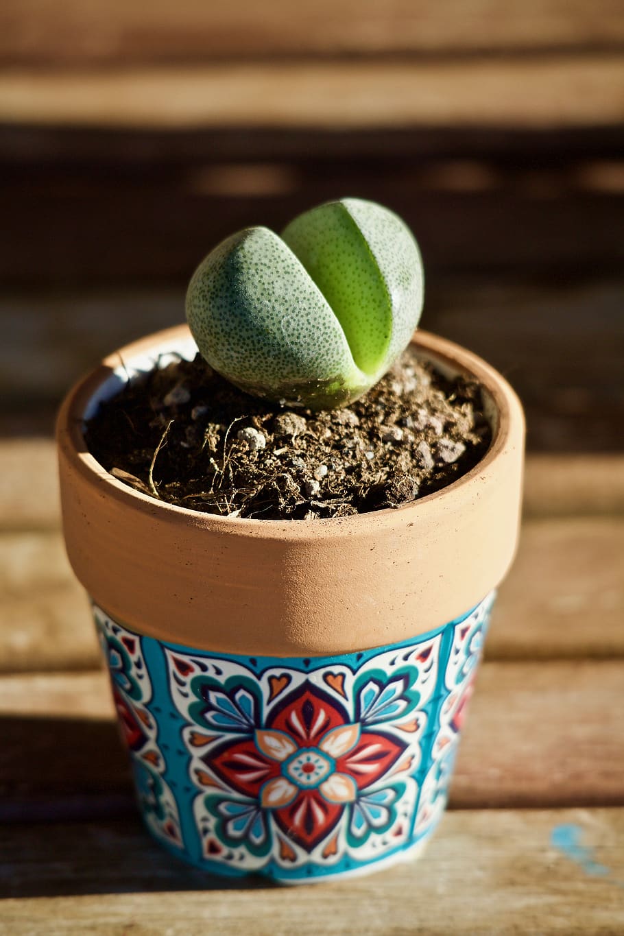 succulent plant, lithops, plant stone, tropicale, green, nature, garden, terrace, plant