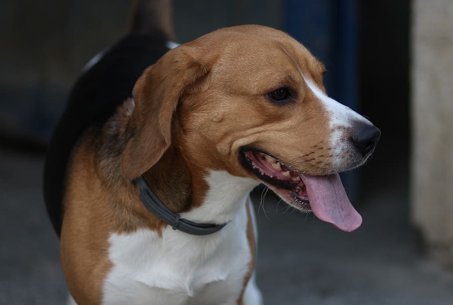 beagle, Pes, veselý, hravý, hnědý, zvířat