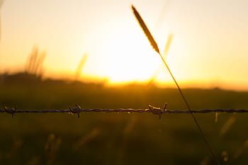 barbwire, plot, západ slunce, pole, Příroda