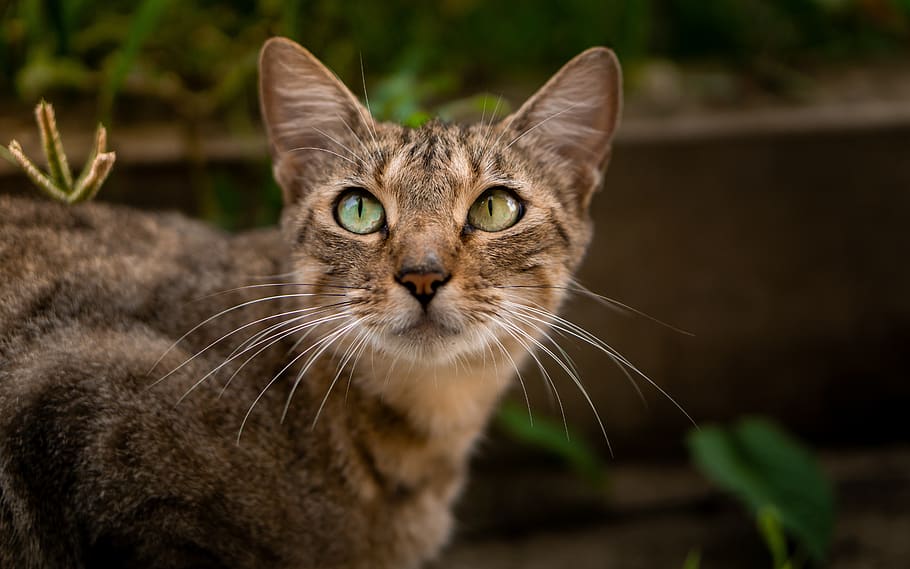 cat, animal, cute, feline, grass, nature, amazing, pet, ecuador, manabí, joga
