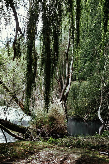 reflexión del río, medio, bosque, agua, lago, a orillas del lago, verde, naturaleza, Polonia, Europa, río