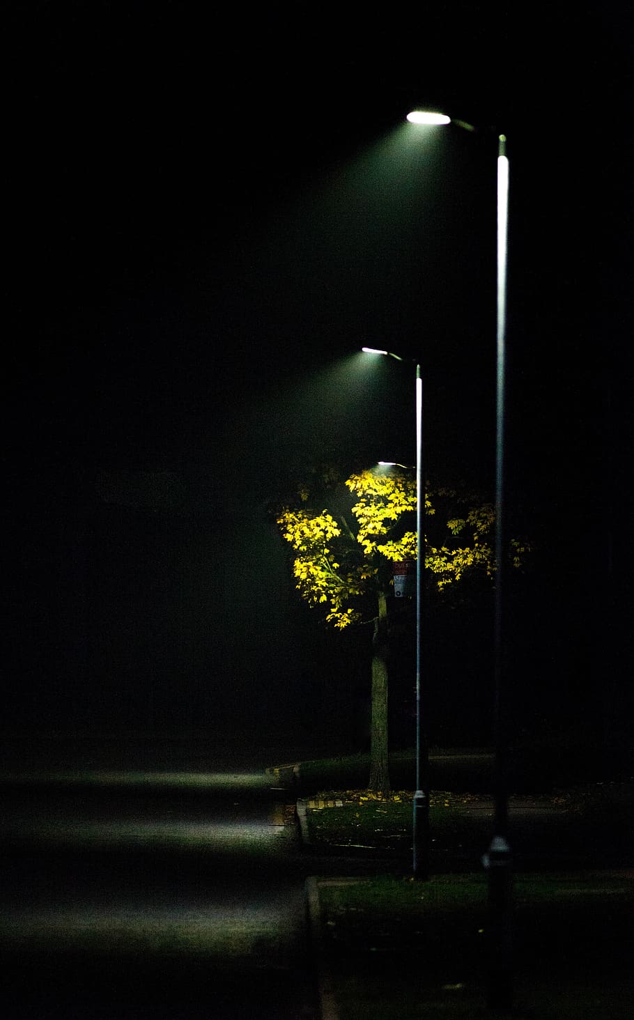streetlight, mist, road light, scene, autumn, outdoor, night, lights, trees