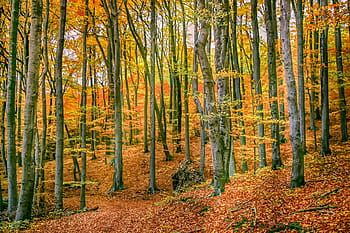 podzimní les, Příroda, strom, listnaté stromy, les, podzim listí, listy, nálada, krajina, Jasný, říjen