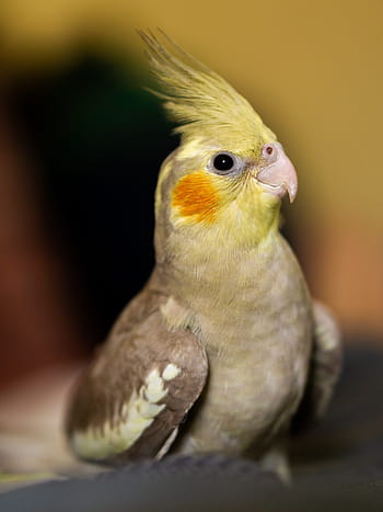 nymph, bird, cockatoo, cacatua, ecuador, manabi, native, nature, animal, exotic, pet