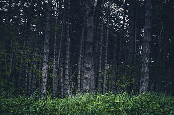 woodland, scene, dramatic, forest, trees, wallpaper, dark, wood, green, mystical, grass