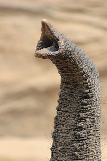 elefante, probóscide, animal, primer plano, paquidermo, la trompa del elefante