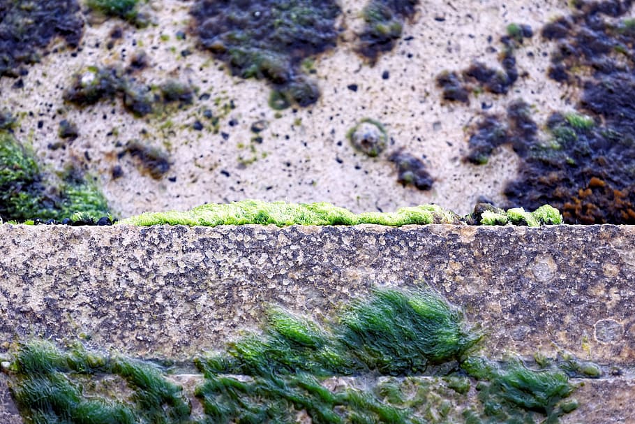 detail, nábřeží, moře, rostlin, zelená