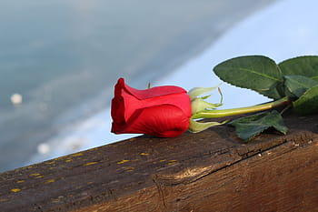 red rose on bridge fence, love, frozen lake, romantic, flower, outdoors, snow, leaf, green, winter, nature
