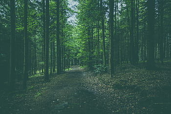 nature, forests, trees, roads, paths, fallen, leaves, trunks, branches, park