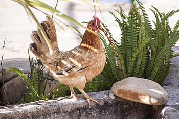 pollo, in piedi, bastone, uccello, becco, azienda agricola, pollame, ala, giallo, pulcino, uova